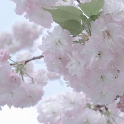 Furry绘画原创技巧FurryQQ群